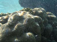 clear belize water