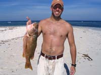 snapper