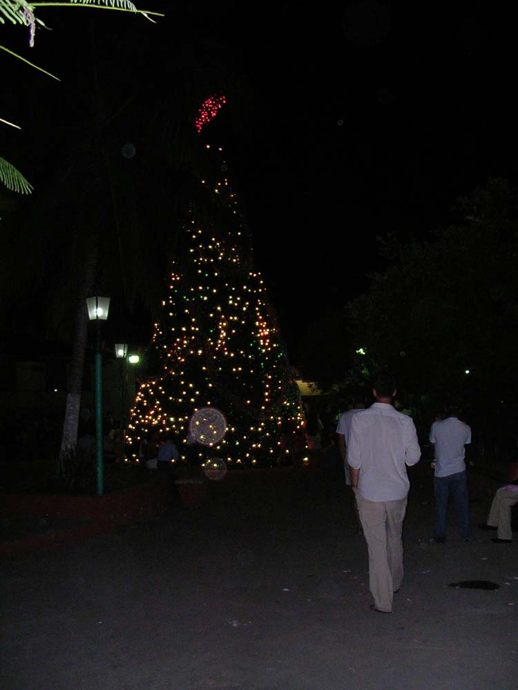 flores-51-sq-xmas-tree