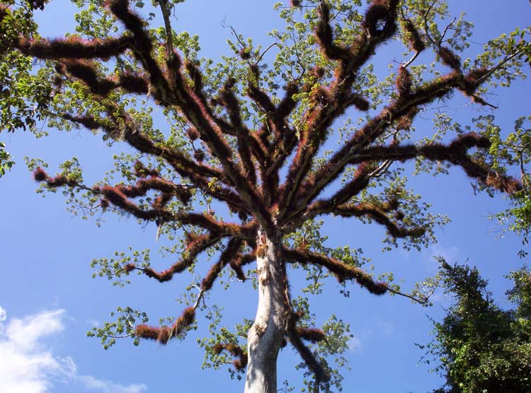 t-24-giant-tree-150-ft