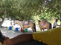 flores-05-border-horses