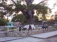 flores-29-st-elena-sq