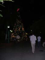 flores-51-sq-xmas-tree