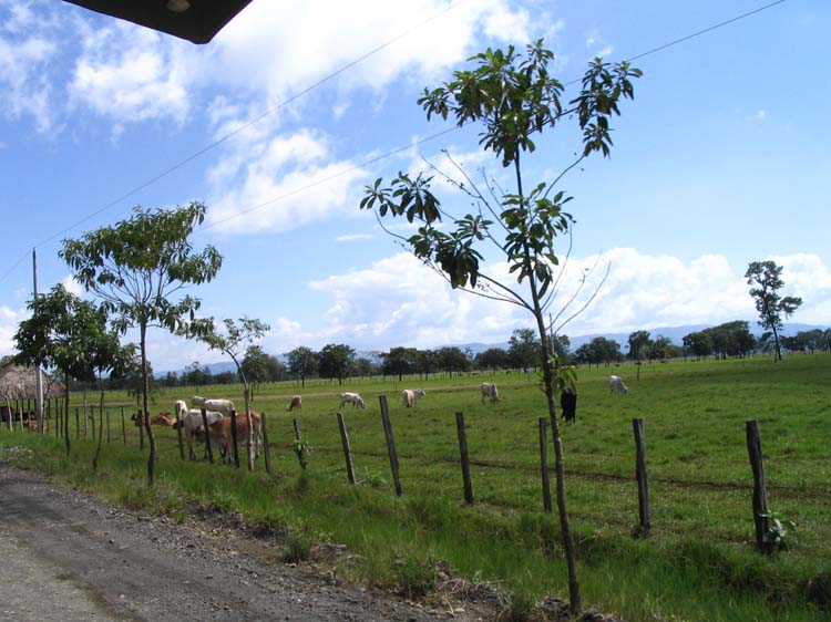 dulce-11-brahma-cows