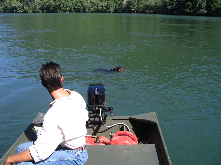 livingston-18-dog-in-water