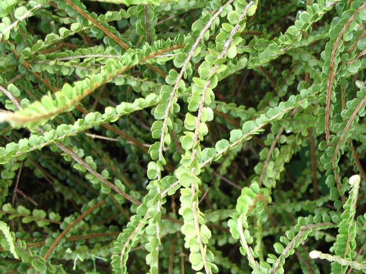 livingston-60-cool-plant2