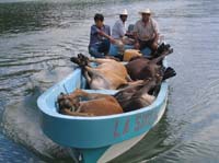 livingston-10-river-cowboys