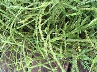 livingston-59-cool-plant