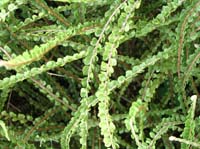 livingston-60-cool-plant2