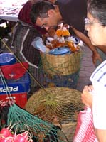 ant-34-chickens-in-baskets