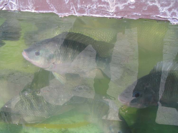 pana1-44-pana2-13-local-fish