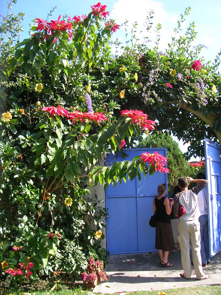 pana2-22-pana2-07-marion-plants