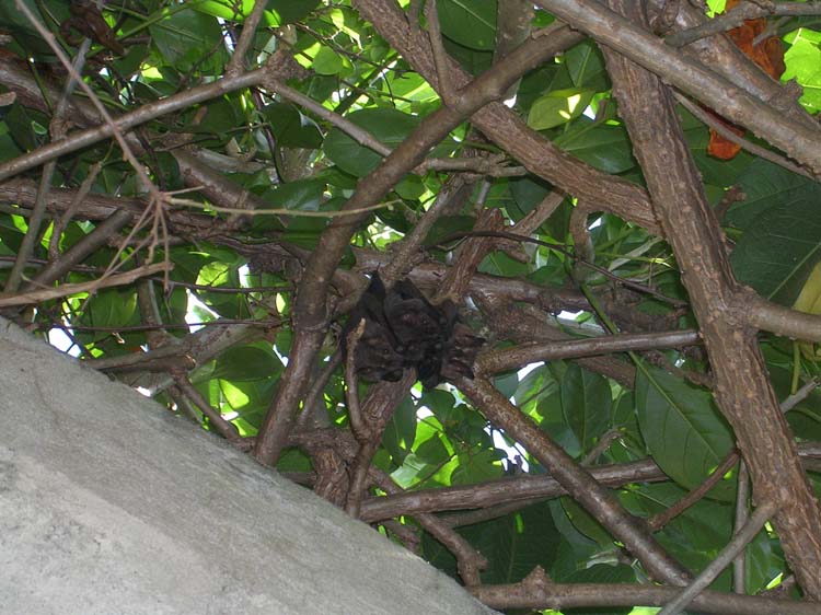 pana2-23-pana2-08-marion-bats