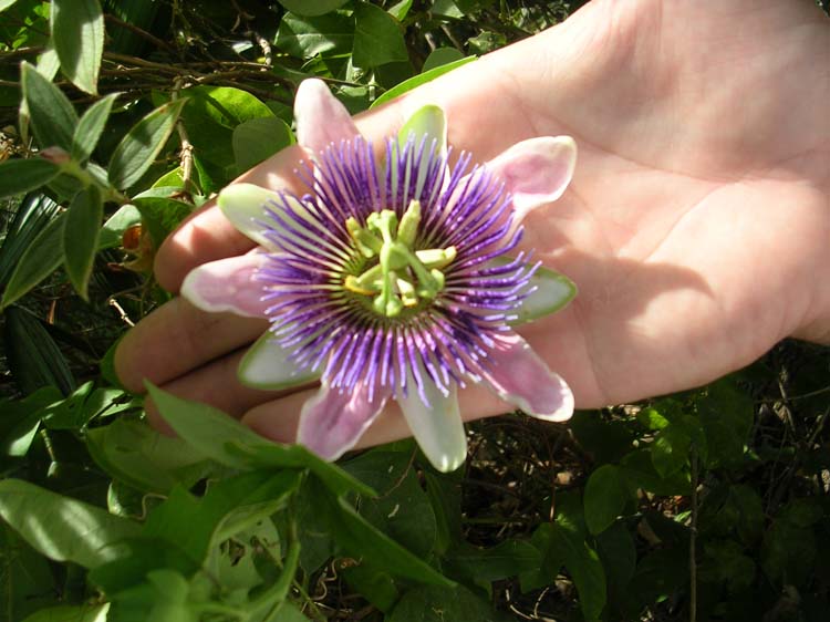 pana2-24-pana2-09-passionflower