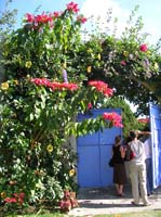 pana2-22-pana2-07-marion-plants