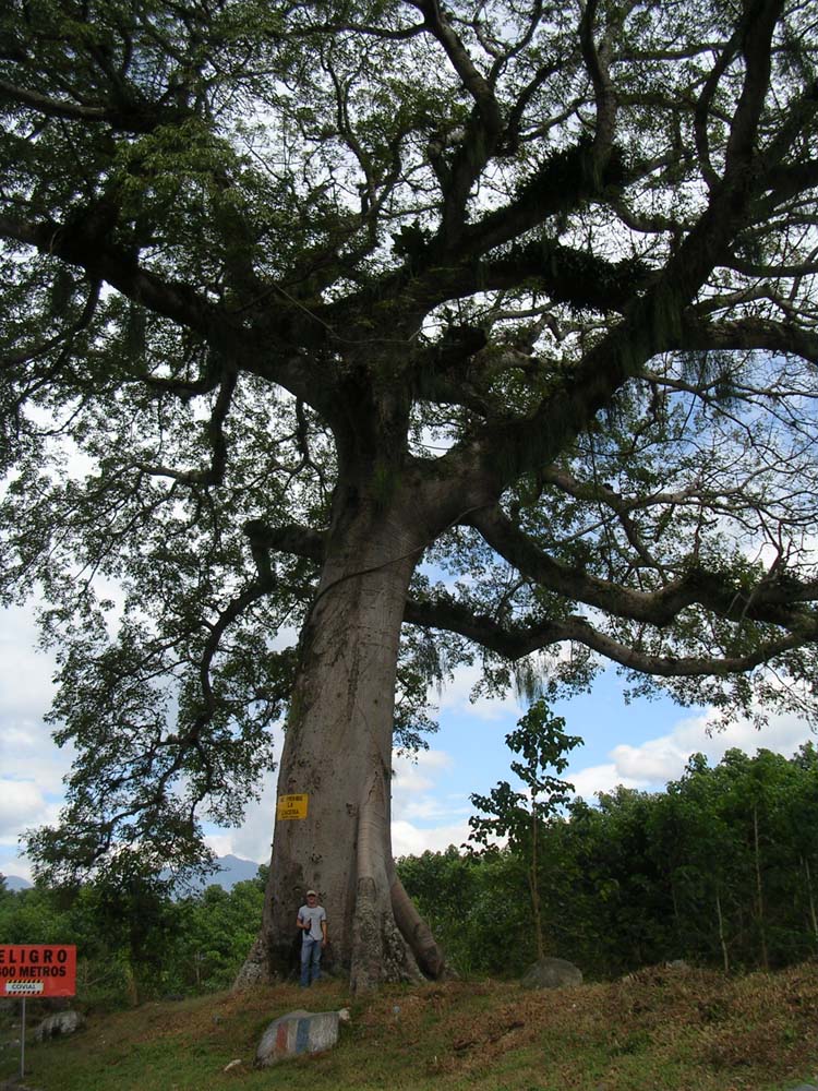 monterico-02-monte-30-giant-tree