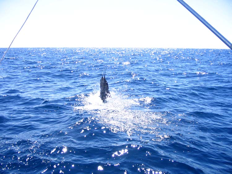 sail-20-sail-jumping2