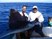 sailfish