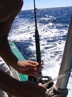 sail-31-attach-reel