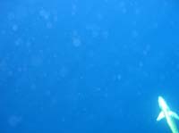 sail-38
