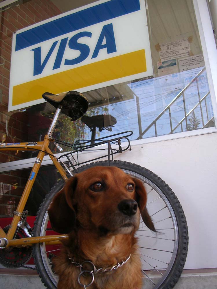 pana3-02-visa-dog