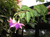 pana3-27-cool-flower