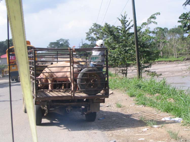 yojoa-06-pig-shipper