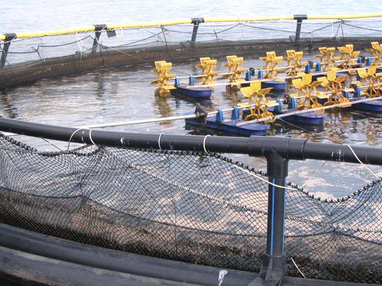 yojoa-20-tilapia-farm