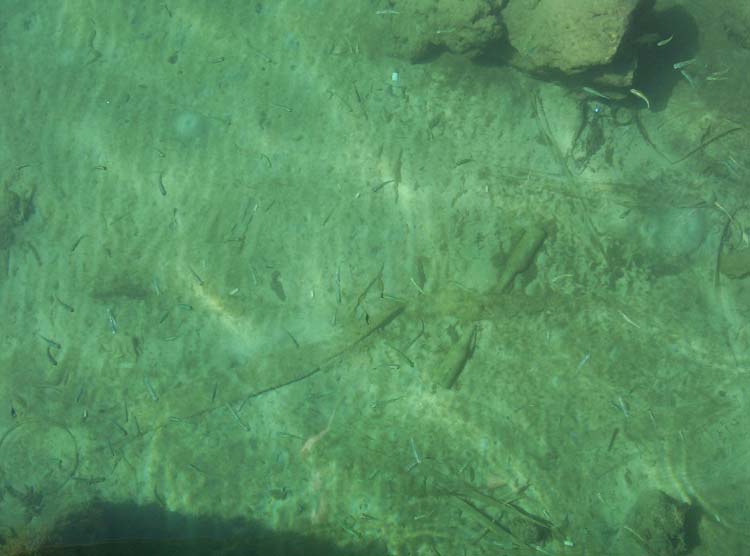 utila-03-harbor-minnows