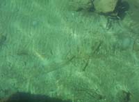 utila-03-harbor-minnows