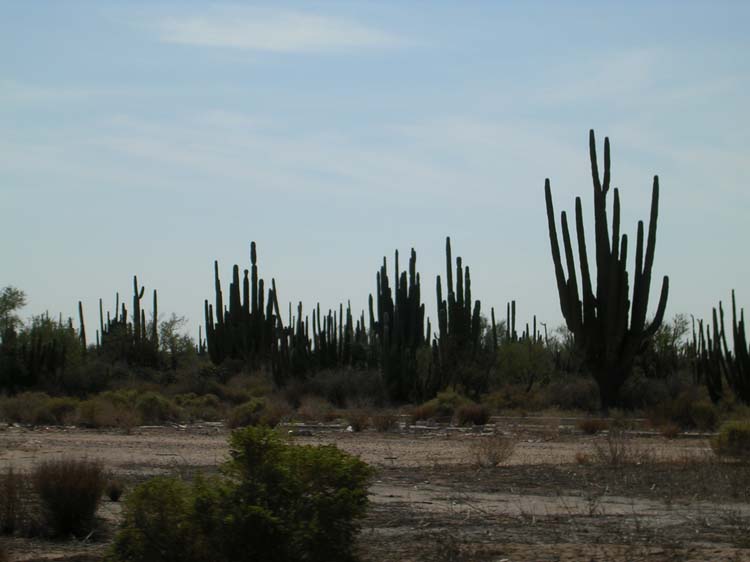 kino-10-as-far-as-u-can-see