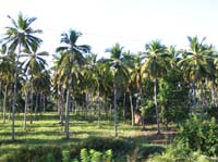 trees