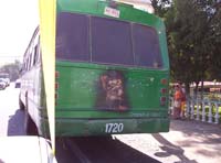 pe-35-local-bus