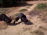 pa-01-turkeys-on-road