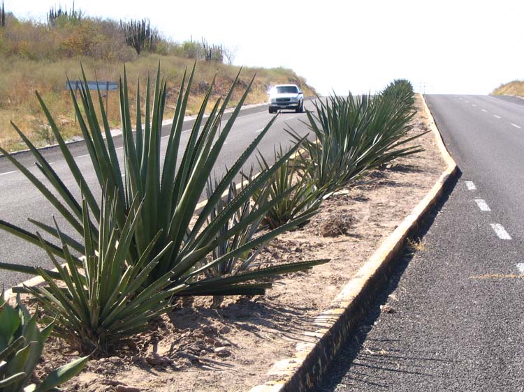 huites-07-agave-for-tequila