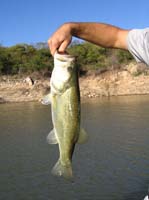 huites-20-first-fish