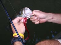 huites-60-ben-hooked