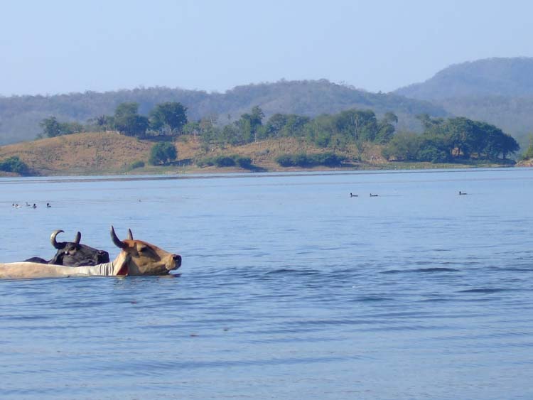 salto-78-swim-to-island