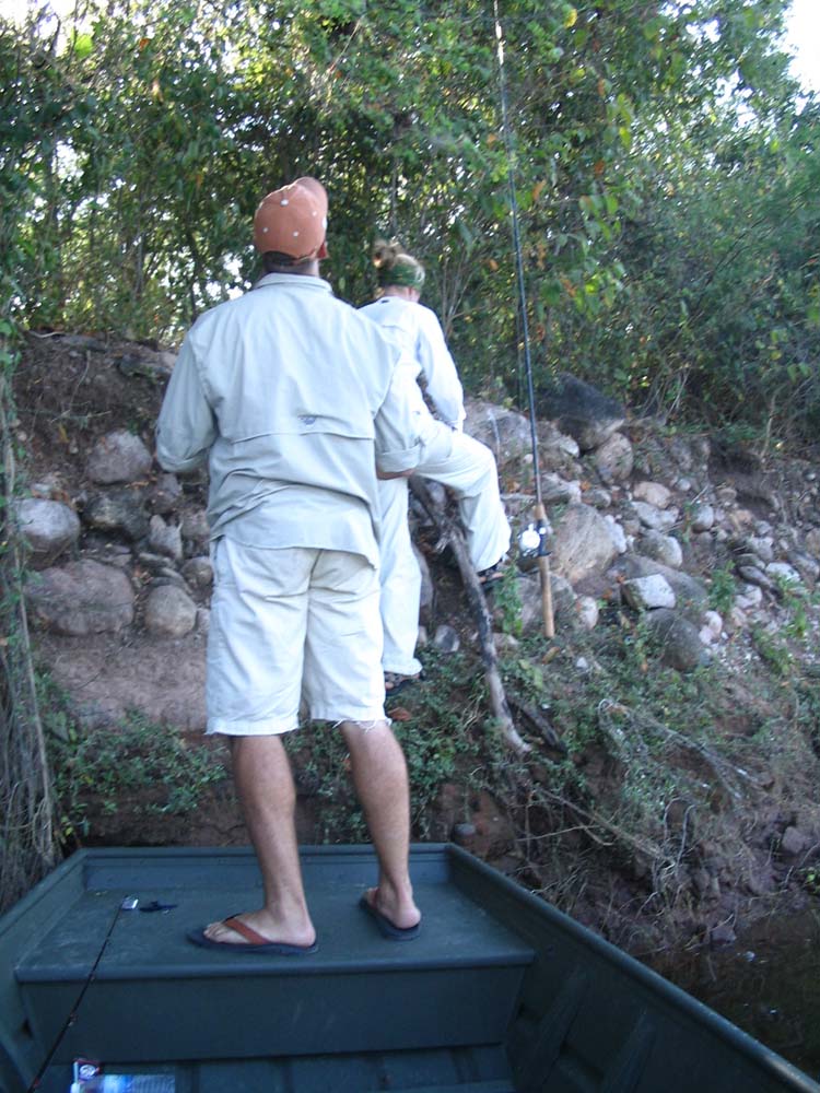 salto-89-rod-in-tree