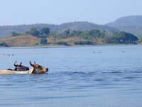 salto-78-swim-to-island