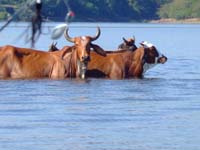 salto-79-island-grass-is-better