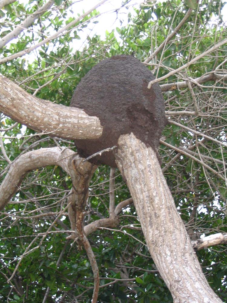 caulker-22-ants-maybe