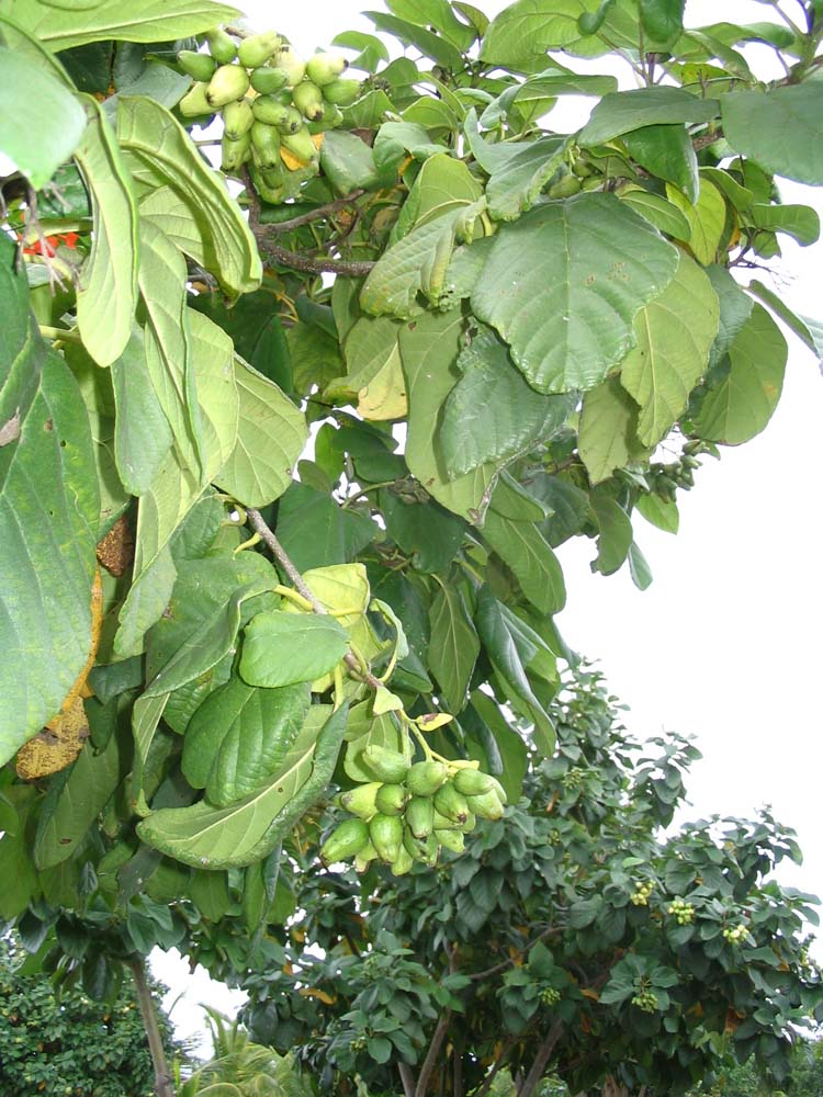 caulker-23-cashews-maybe