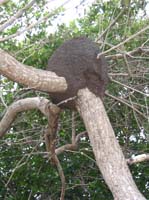 caulker-22-ants-maybe