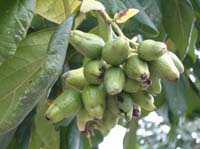 cashews
