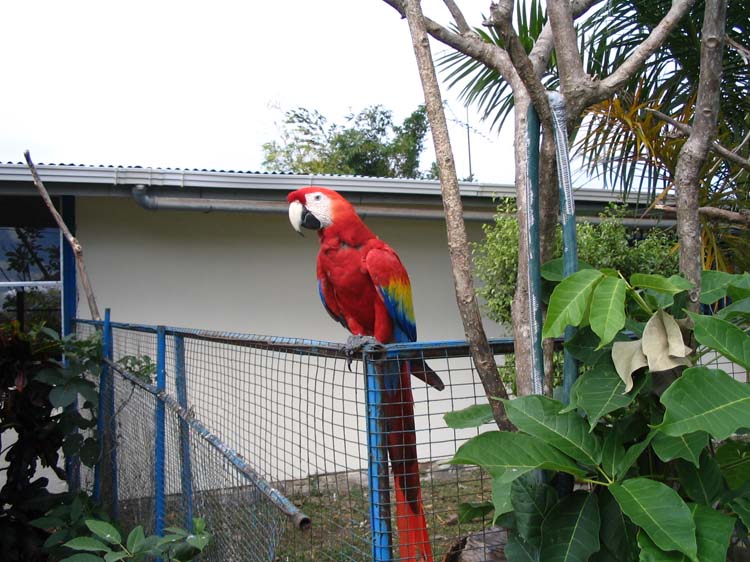cr-coco-05-bird-behind-gas-station
