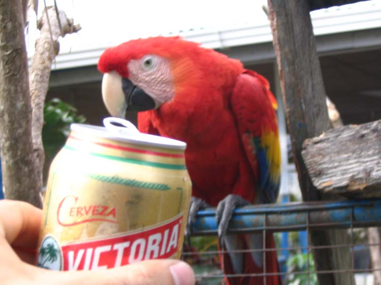 cr-coco-06-drunk-bird