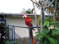 cr-coco-05-bird-behind-gas-station