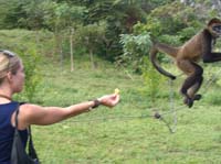 cr-coco-08-monique-monkey