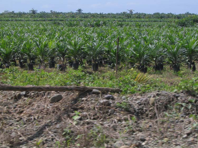 golfito-04-pineapple